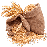 Avena